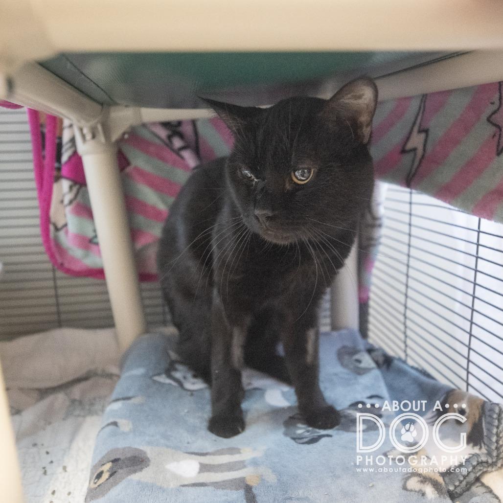 Salem, a Adoptable Domestic Short Hair in Saint Cloud, MN image 3/6