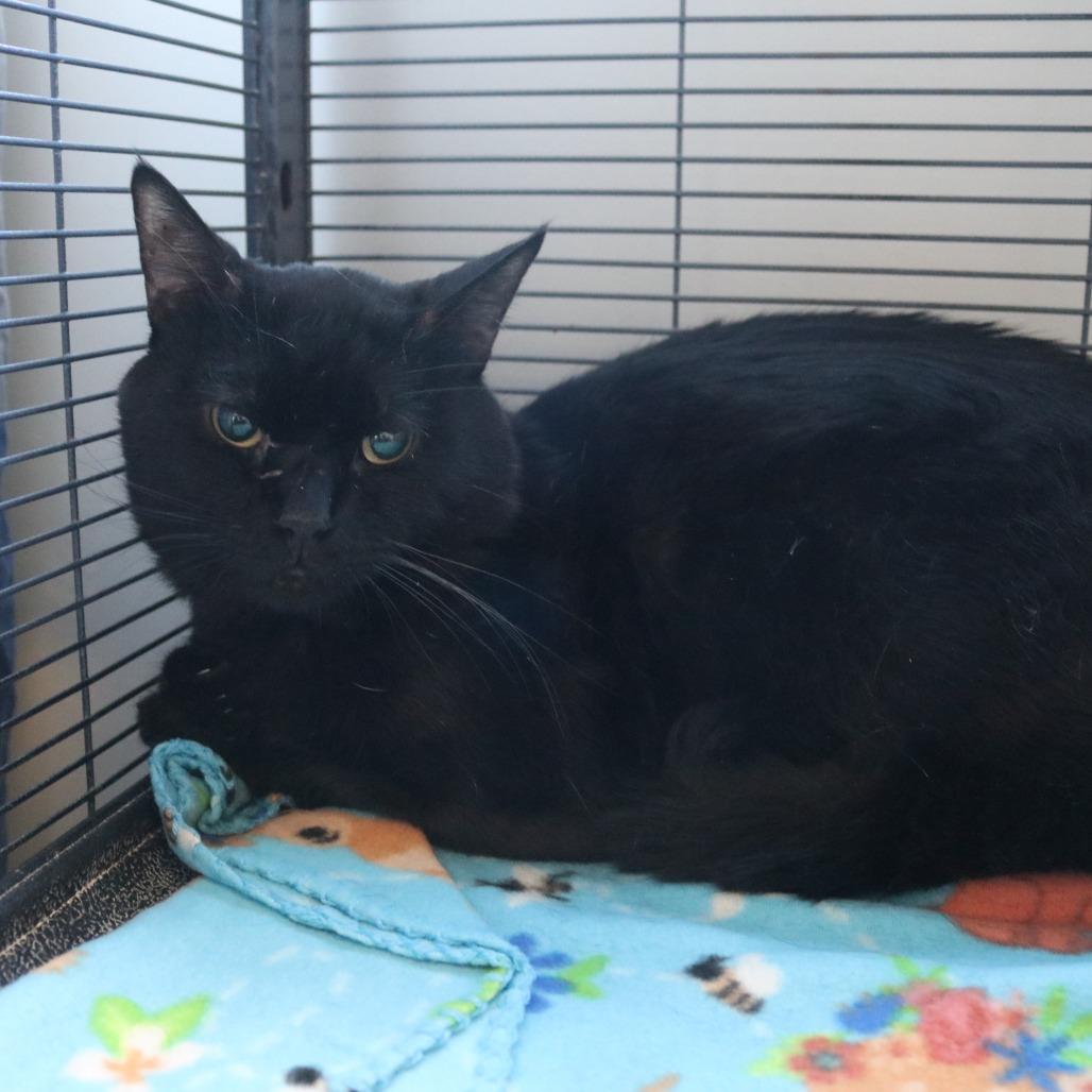 Salem, a Adoptable Domestic Short Hair in Saint Cloud, MN image 4/6