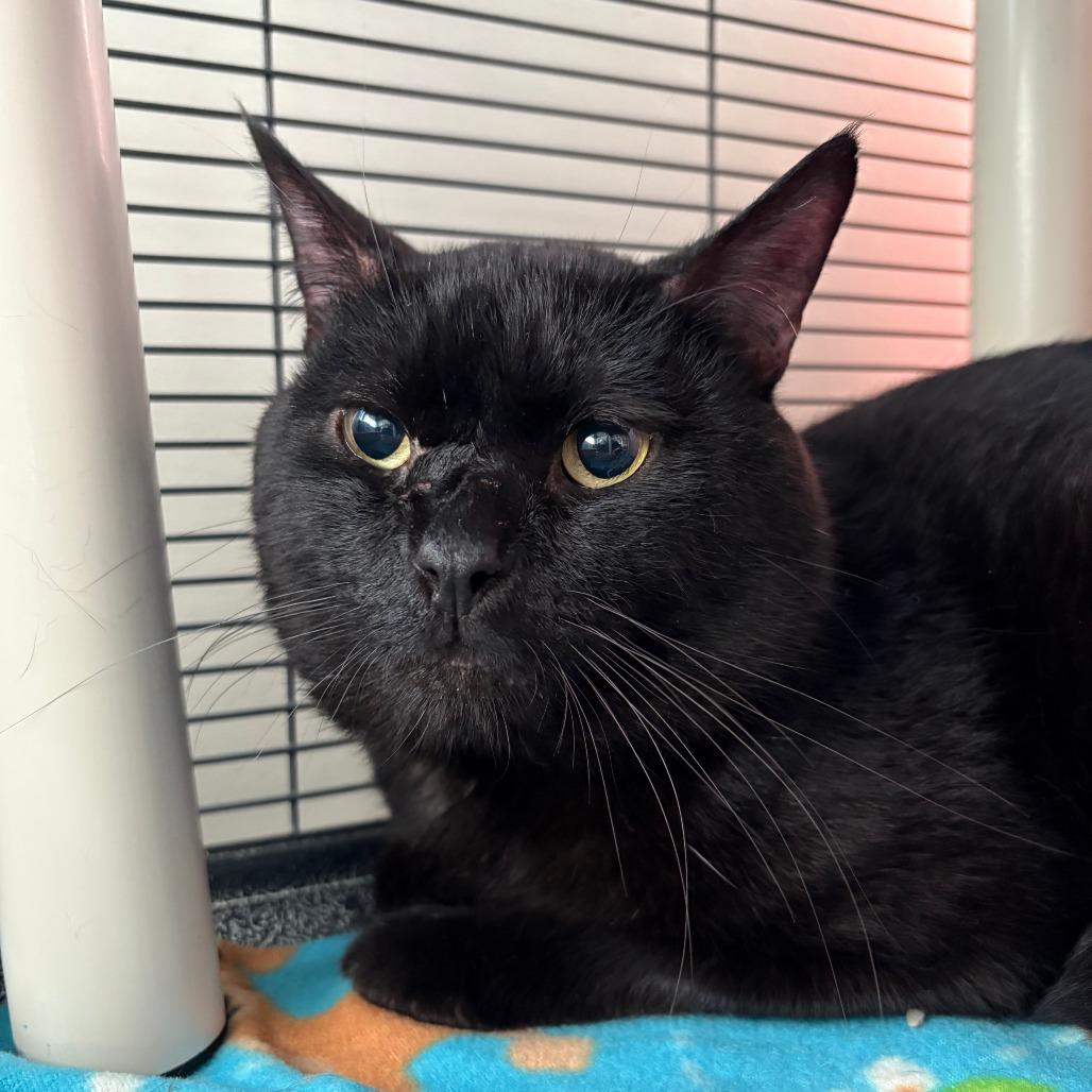 Salem, a Adoptable Domestic Short Hair in Saint Cloud, MN image 5/6