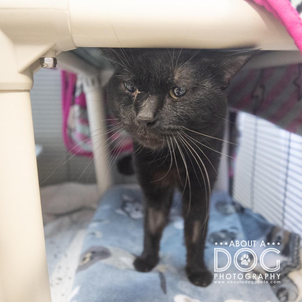 Salem, a Adoptable Domestic Short Hair in Saint Cloud, MN image 6/6