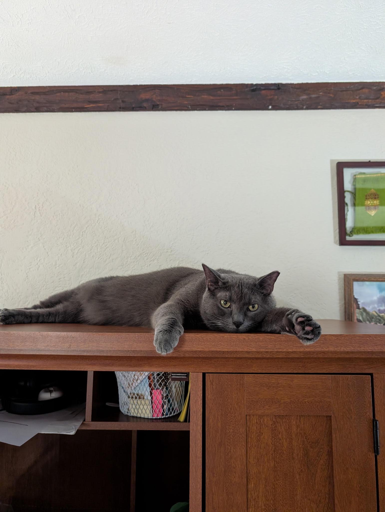 Enlarge Theo, a ADOPTABLE Domestic Short Hair in Webster, NY image 2/2