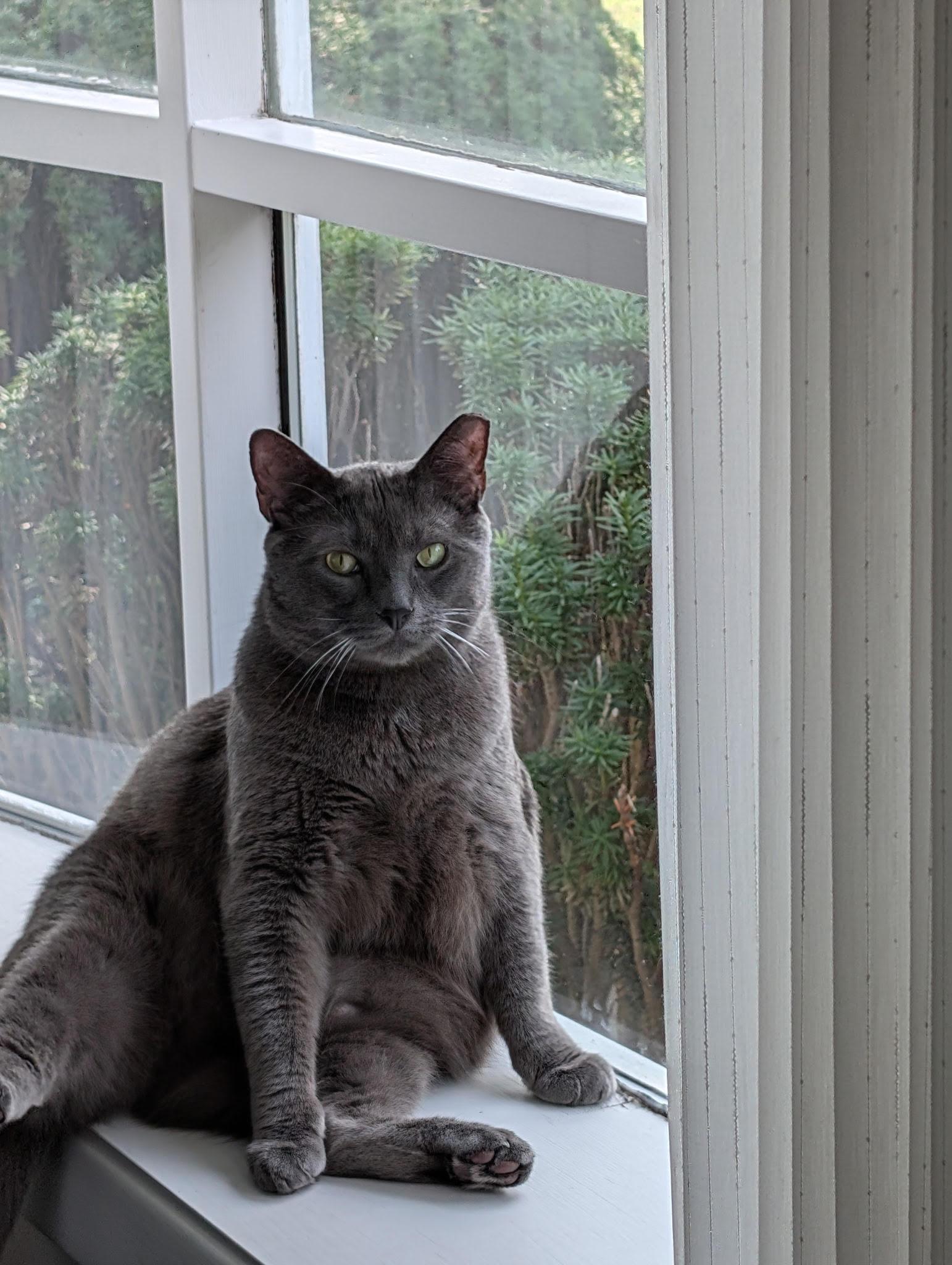 Enlarge Theo, a ADOPTABLE Domestic Short Hair in Webster, NY image 1/2