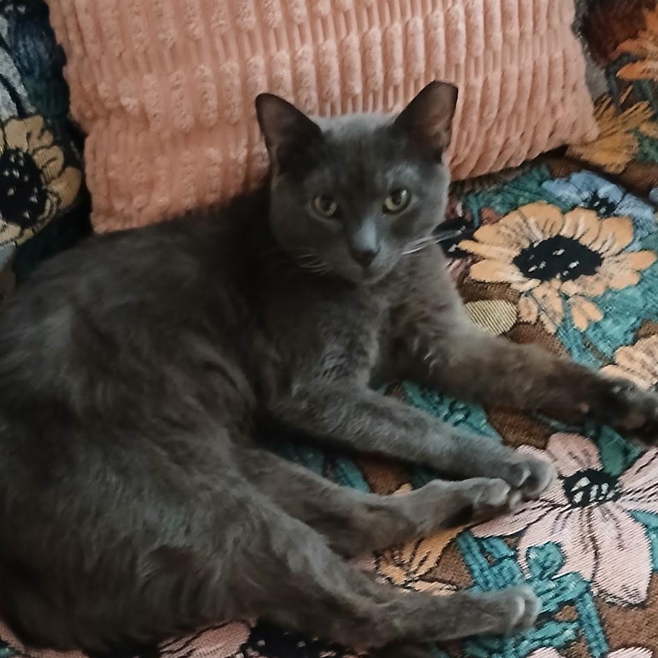 Theo, ADOPTABLE, Adult Male Domestic Short Hair.