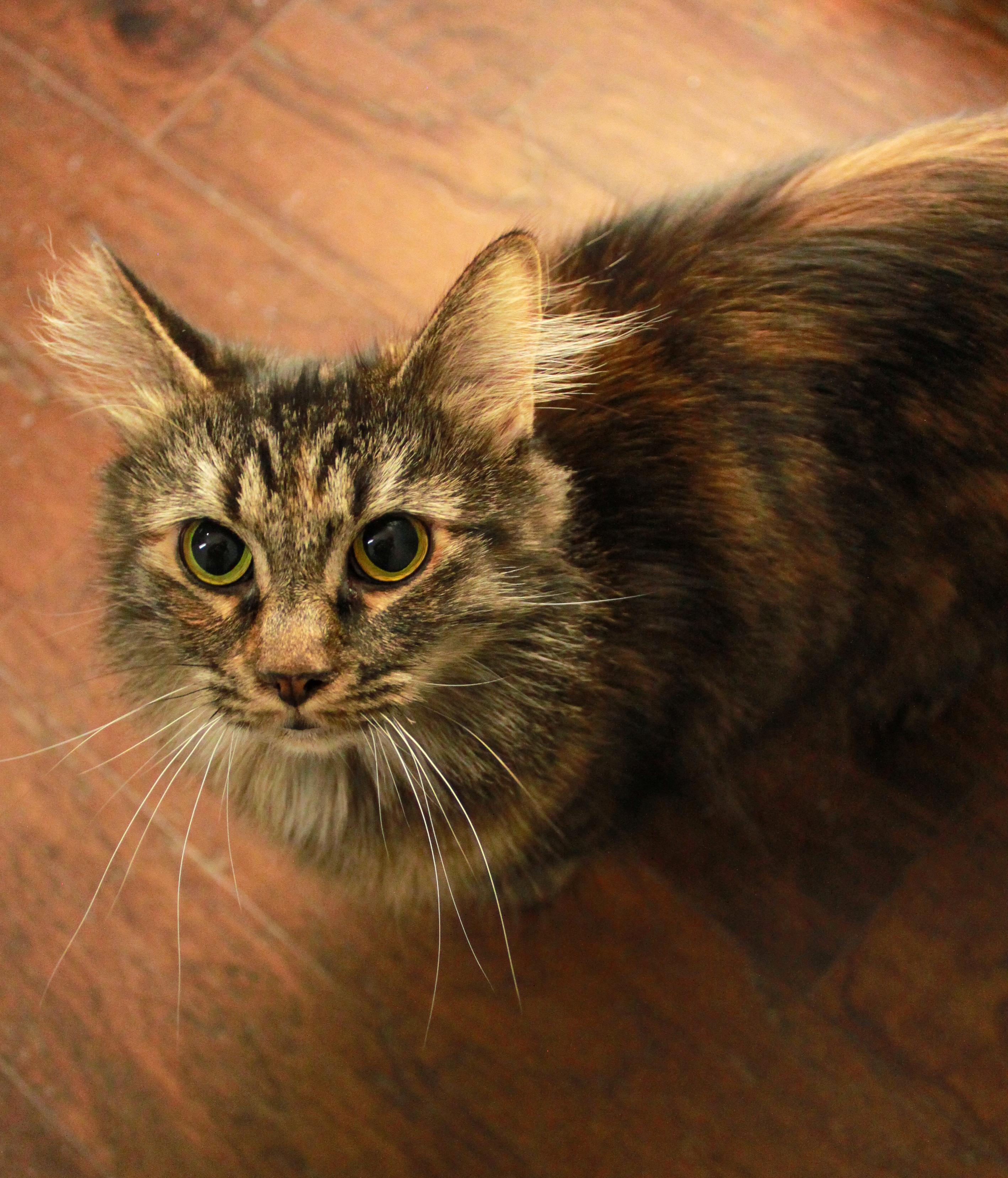 Trouble, adopted, Adult Female Domestic Medium Hair.