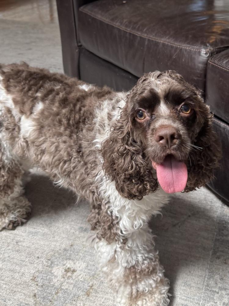 Hershel, Adoptable, Adult Male Cocker Spaniel.