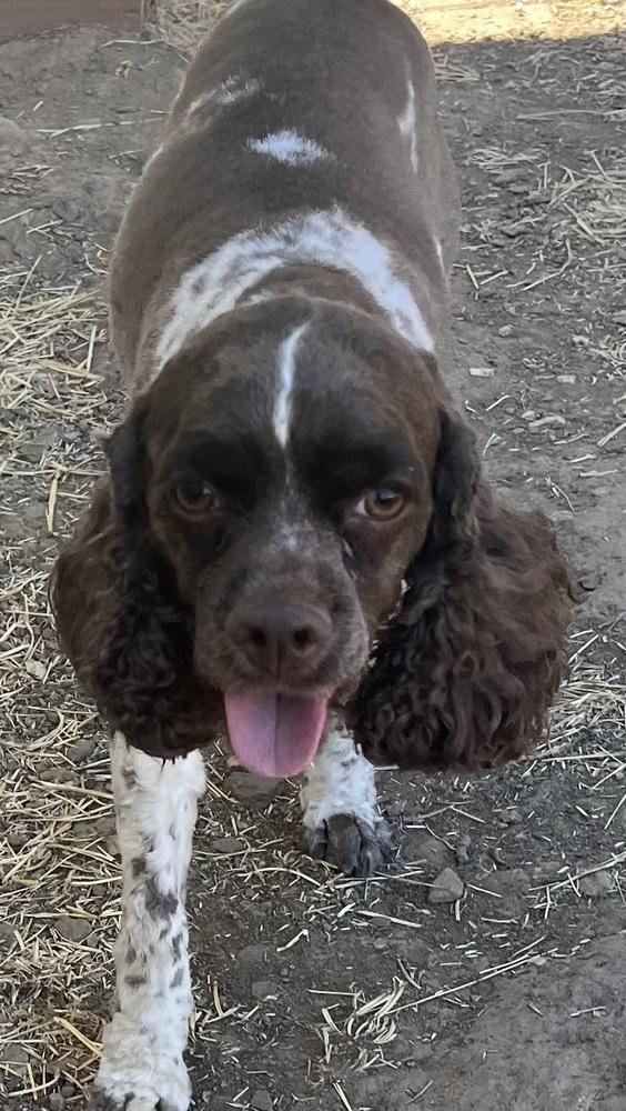 Hershel, a Adoptable Cocker Spaniel in Jamestown, CA image 2/3