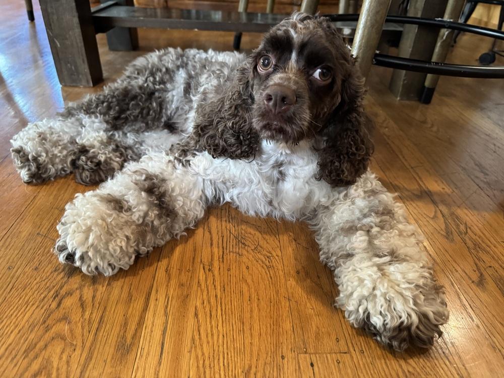 Hershel, a Adoptable Cocker Spaniel in Jamestown, CA image 3/3