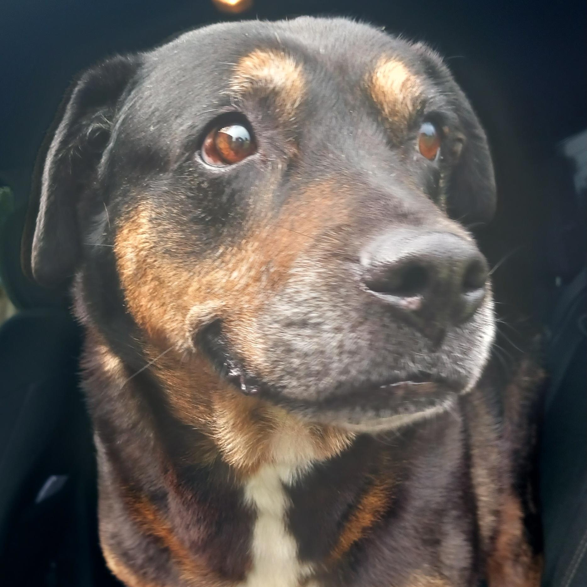 Enlarge Oakley, a Adoptable mixed breed in Saint Marys, WV image 3/6