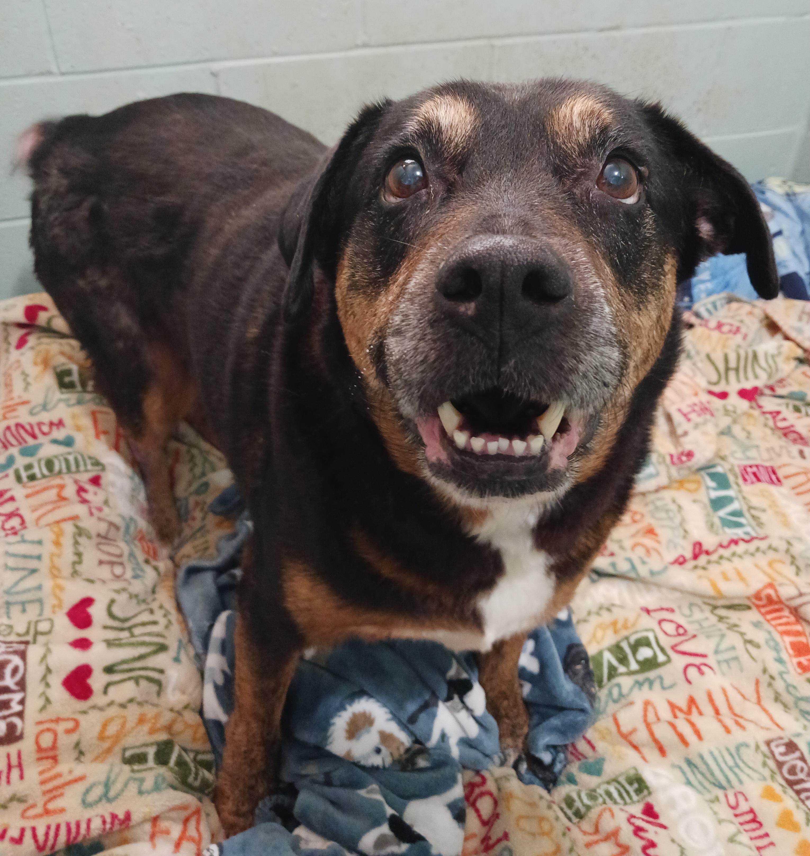 Enlarge Oakley, a Adoptable mixed breed in Saint Marys, WV image 5/6