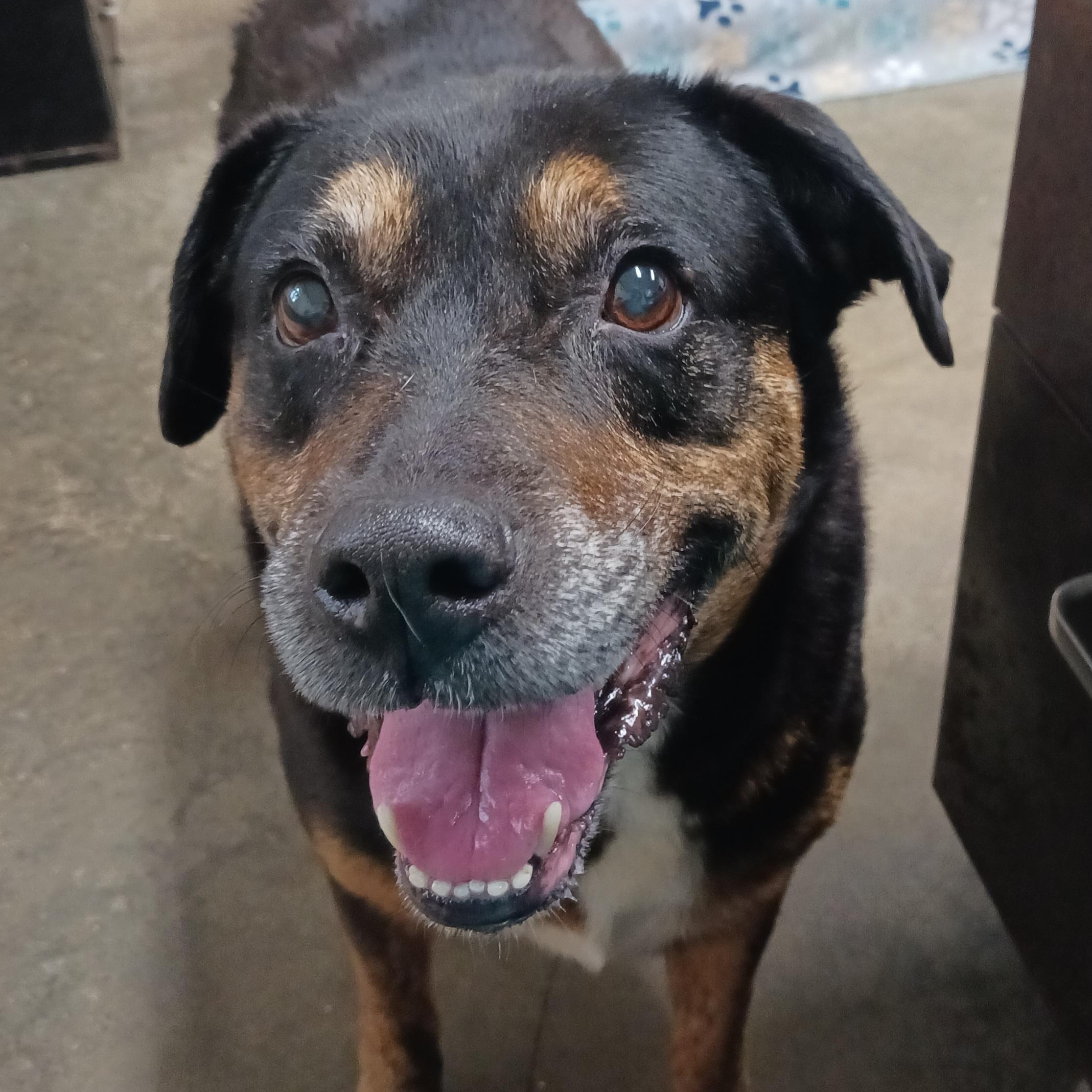 Oakley, Adoptable, Senior Male Rottweiler.