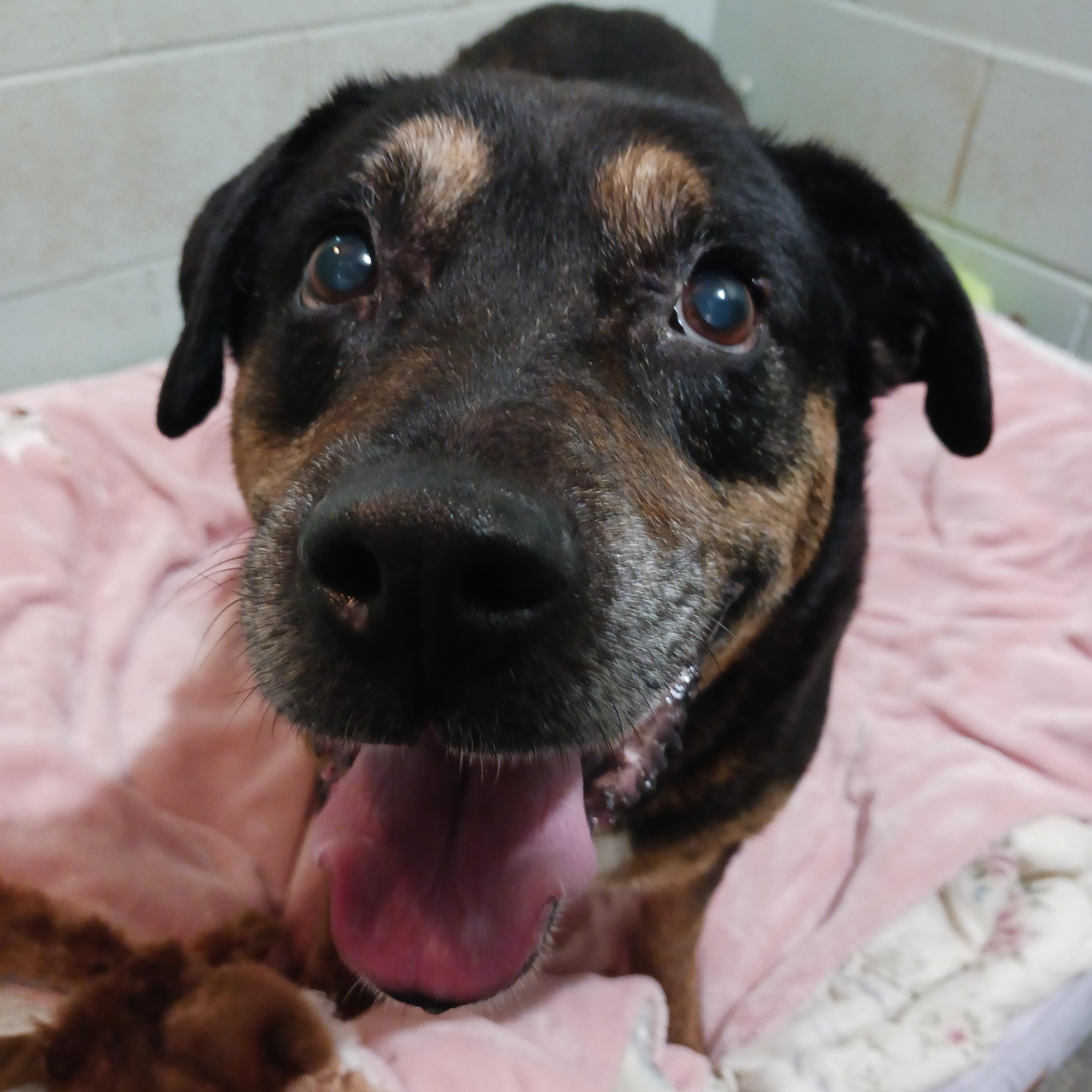 Enlarge Oakley, a Adoptable mixed breed in Saint Marys, WV image 6/6