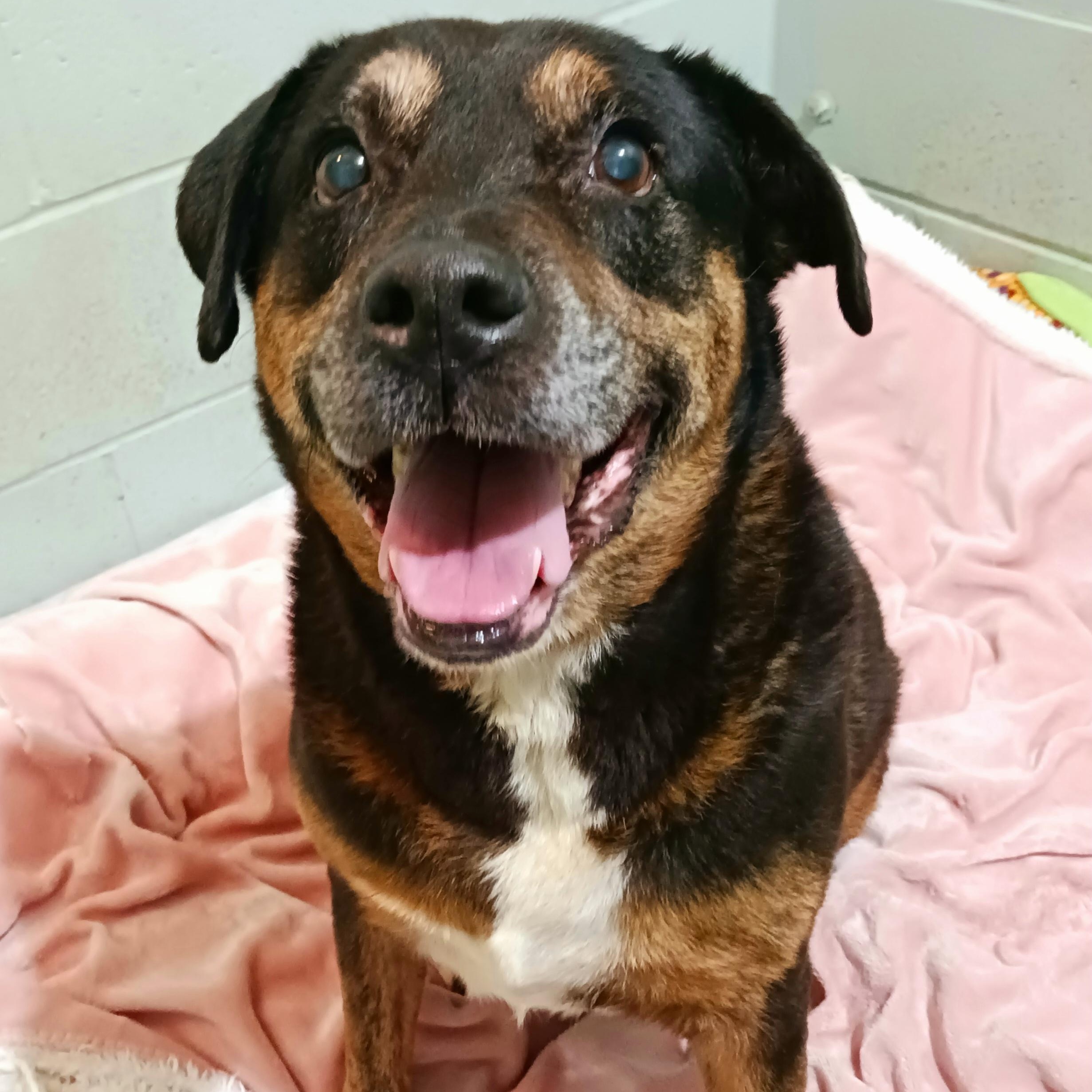 Enlarge Oakley, a Adoptable mixed breed in Saint Marys, WV image 4/6