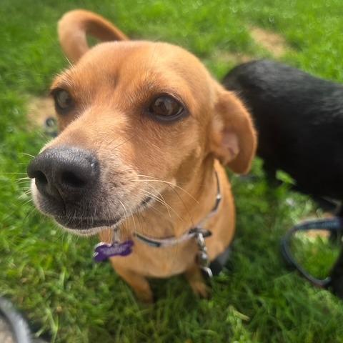 Twizzler, Adoptable, Adult Female Chihuahua & Mixed Breed.