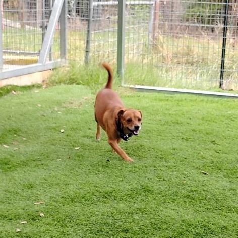 Enlarge Twizzler, a Adoptable mixed breed in Chicago, IL image 2/6