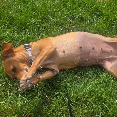 Enlarge Twizzler, a Adoptable mixed breed in Chicago, IL image 3/6