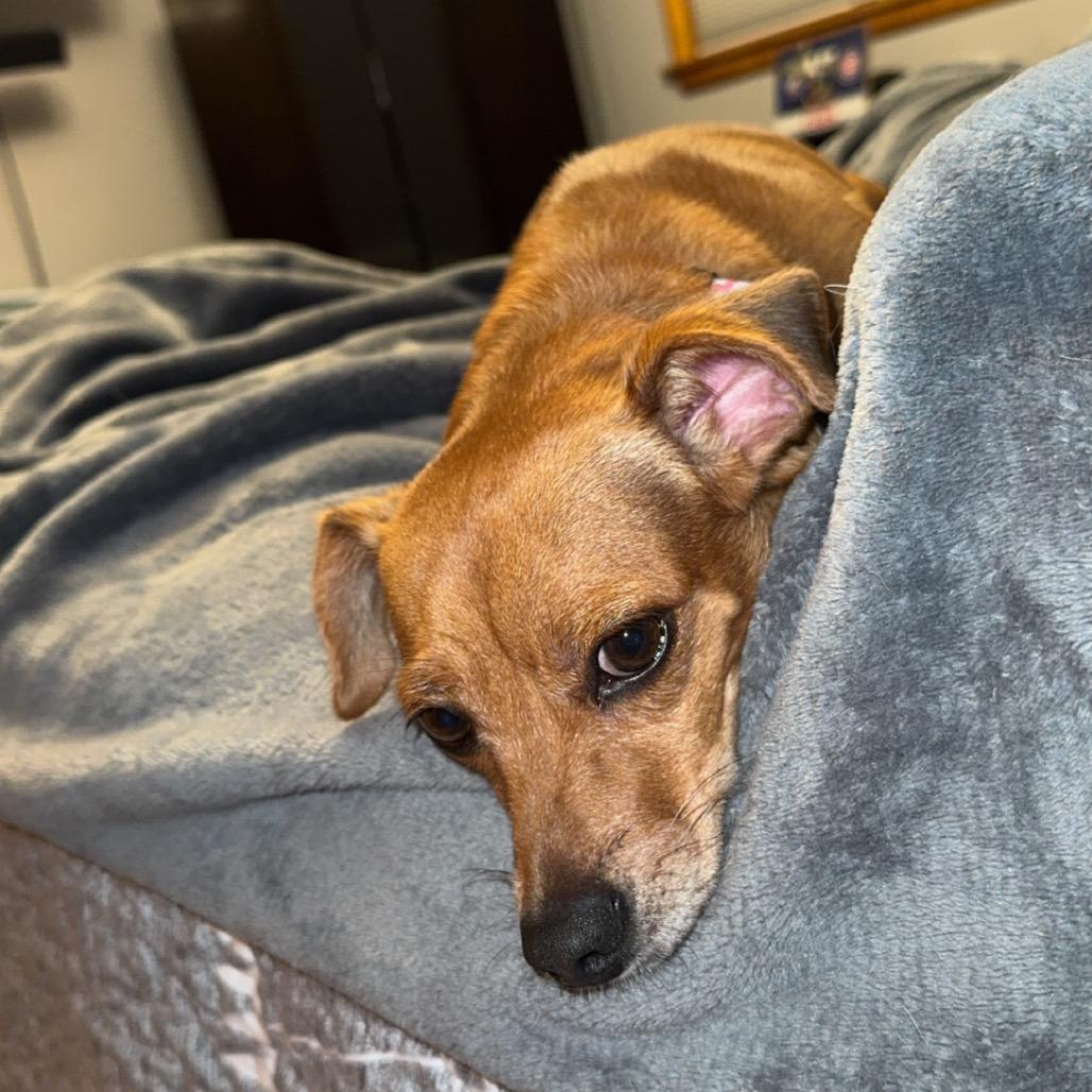 Enlarge Twizzler, a Adoptable mixed breed in Chicago, IL image 5/6