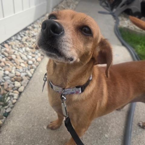 Enlarge Twizzler, a Adoptable mixed breed in Chicago, IL image 6/6
