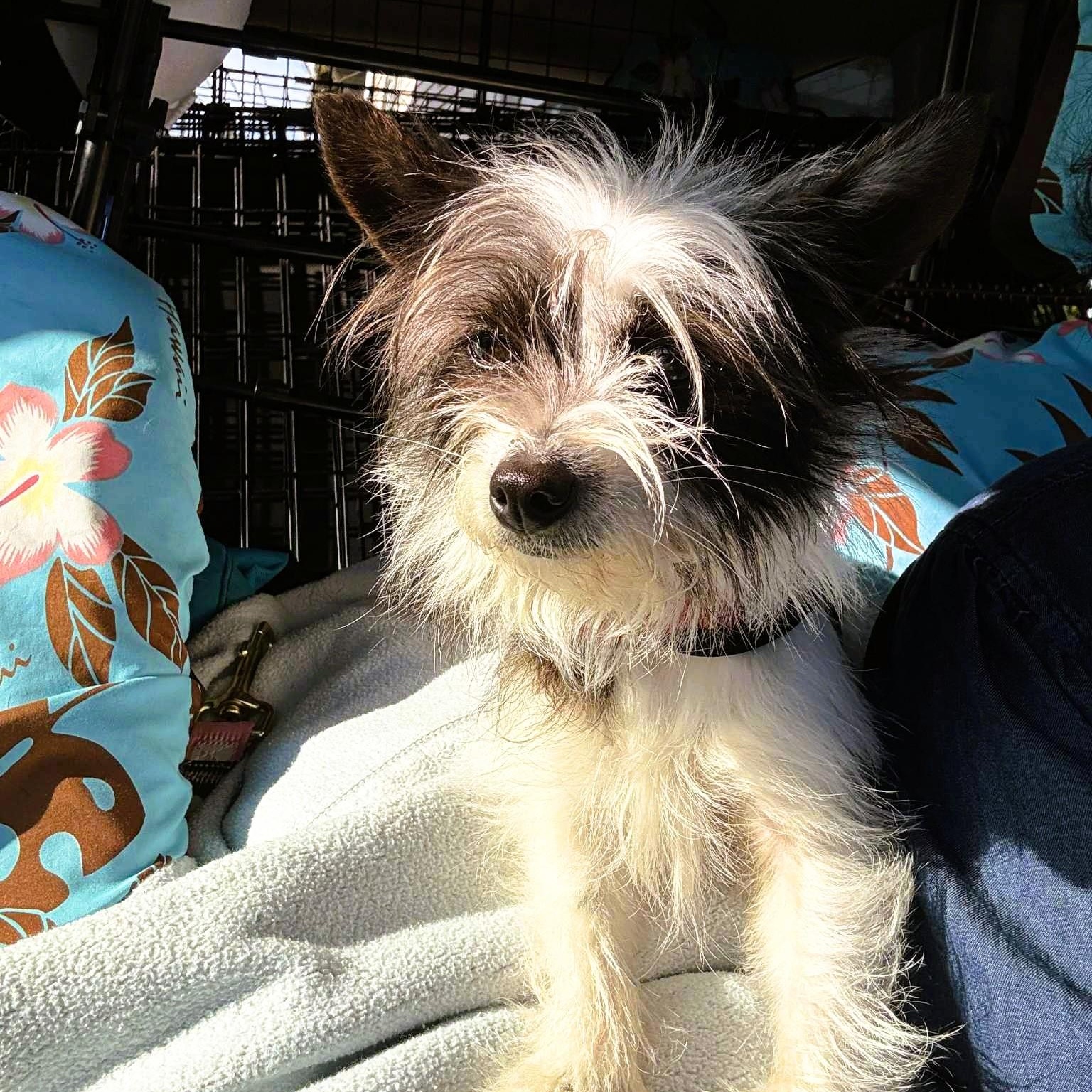 Enlarge Tinkerbell, a Adoptable mixed breed in Mill Valley, CA image 3/4