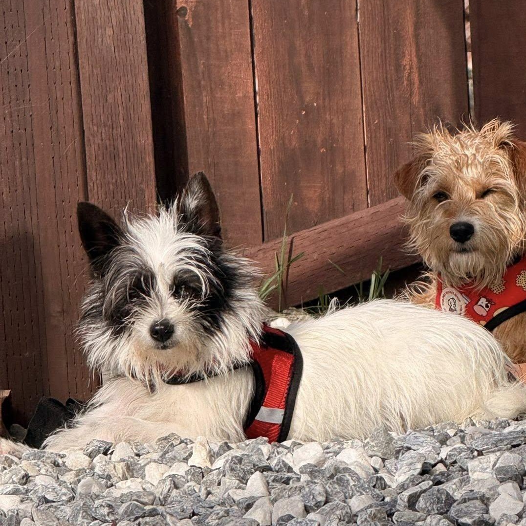 Enlarge Tinkerbell, a Adoptable mixed breed in Mill Valley, CA image 4/4