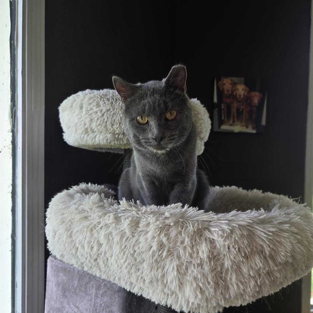Joe, Adoptable, Adult Male Domestic Short Hair.