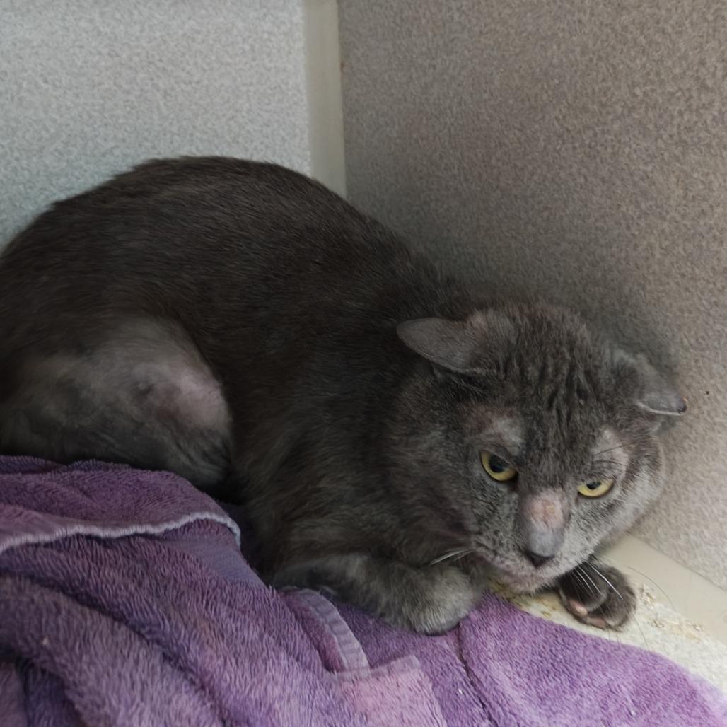Joe, a Adoptable Domestic Short Hair in Madison, WI image 1/2