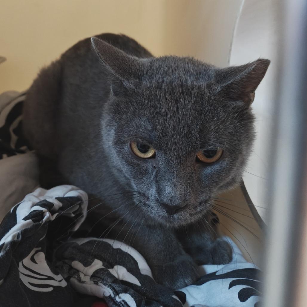 Joe, a Adoptable Domestic Short Hair in Madison, WI image 2/2