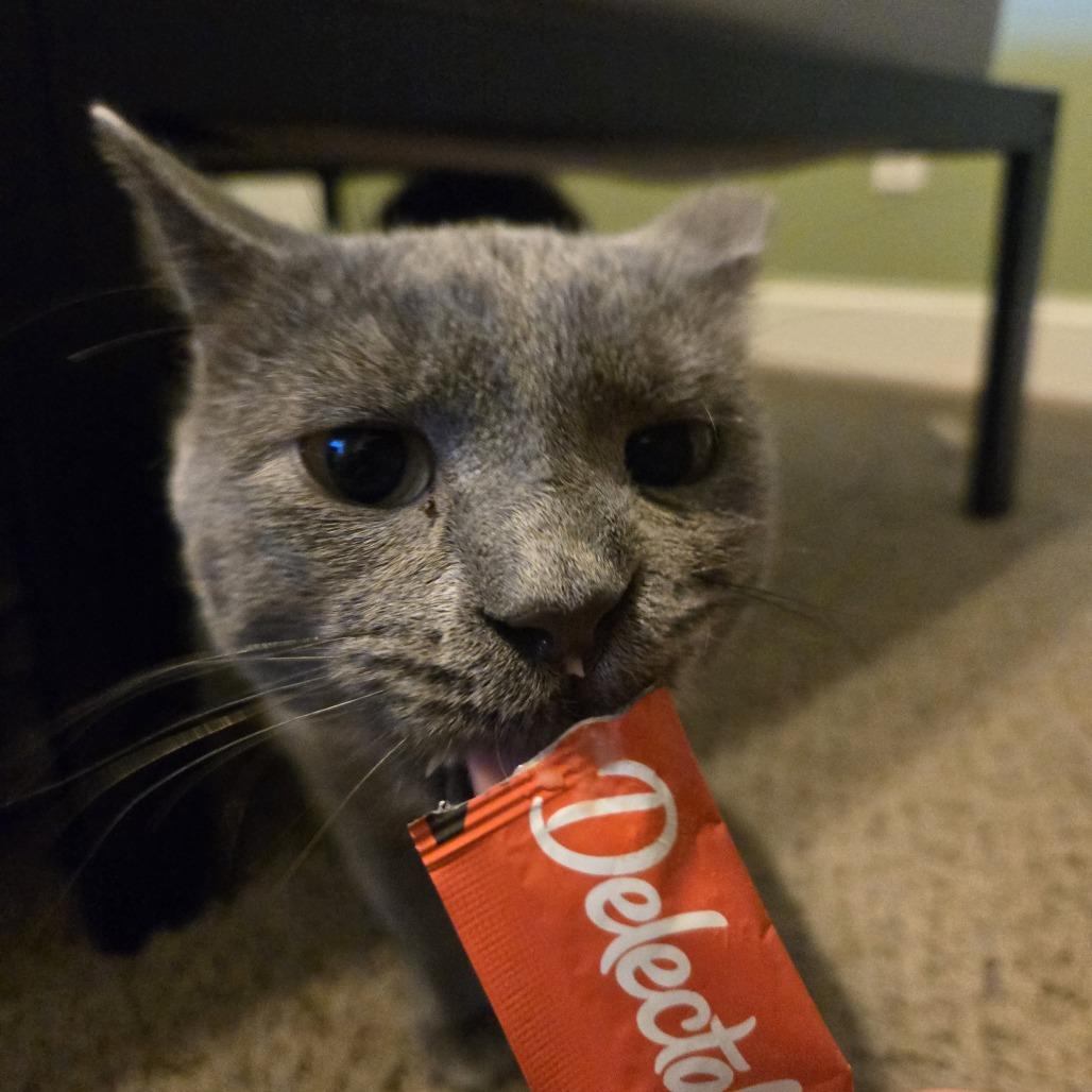 Enlarge Joe, a Adoptable Domestic Short Hair in Madison, WI image 3/3