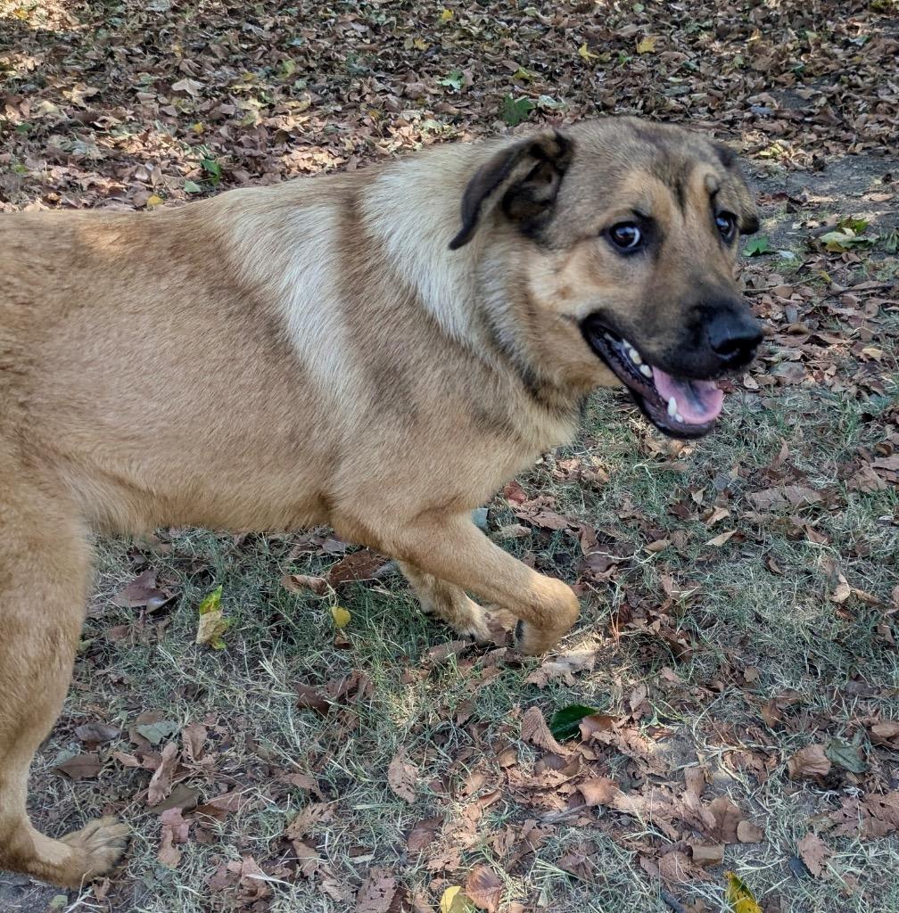 Espresso, Adoptable, Young Female Shepherd.