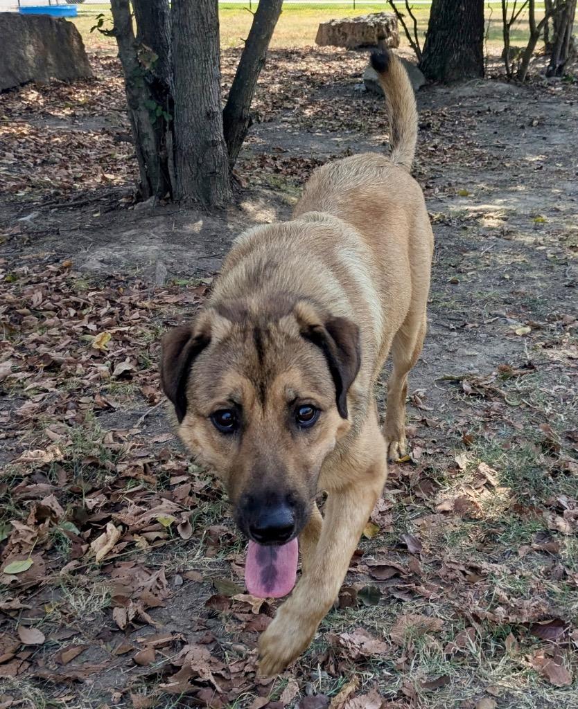 Enlarge Espresso, a Adoptable mixed breed in Little Rock, AR image 2/4