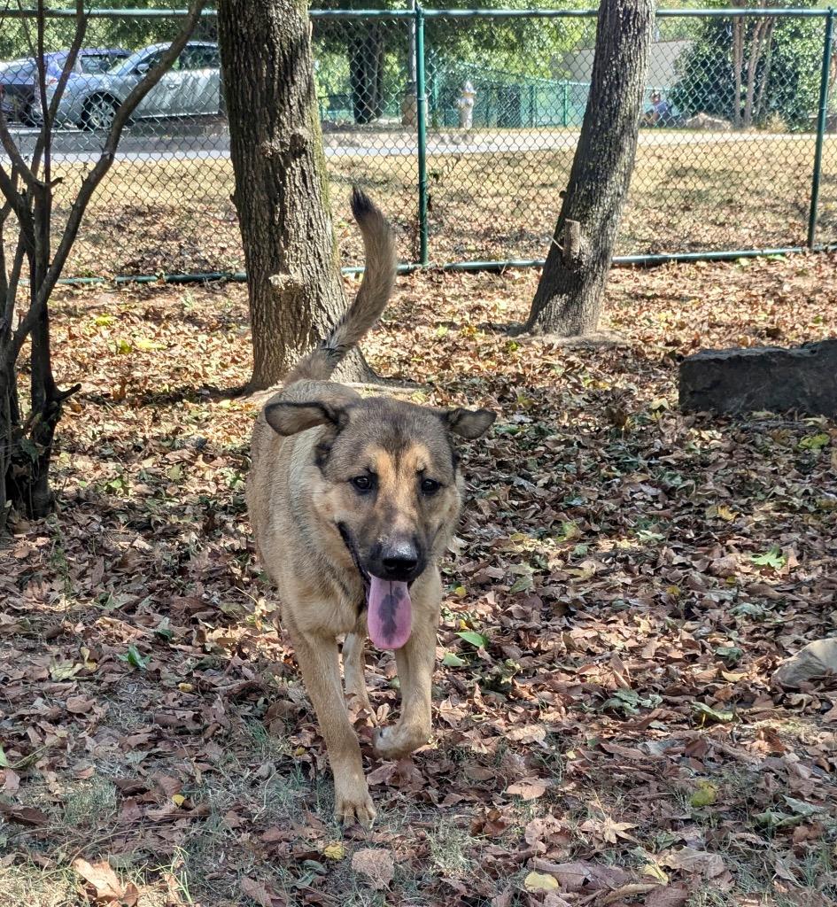 Enlarge Espresso, a Adoptable mixed breed in Little Rock, AR image 3/4