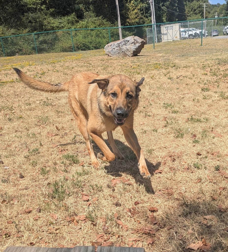 Enlarge Espresso, a Adoptable mixed breed in Little Rock, AR image 4/4
