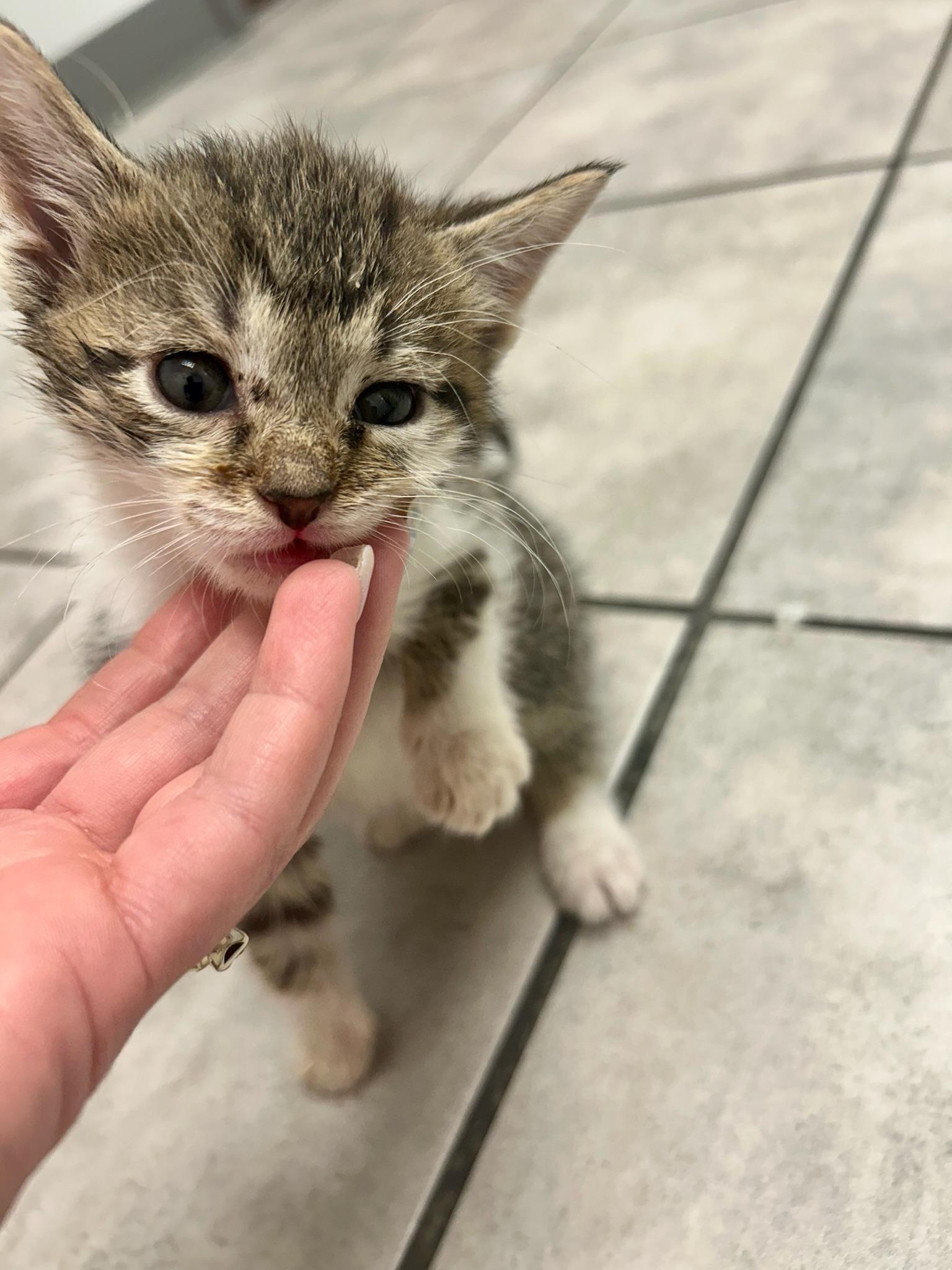 Enlarge Ashley, an adoptable Domestic Short Hair in Columbus, OH image 6/6