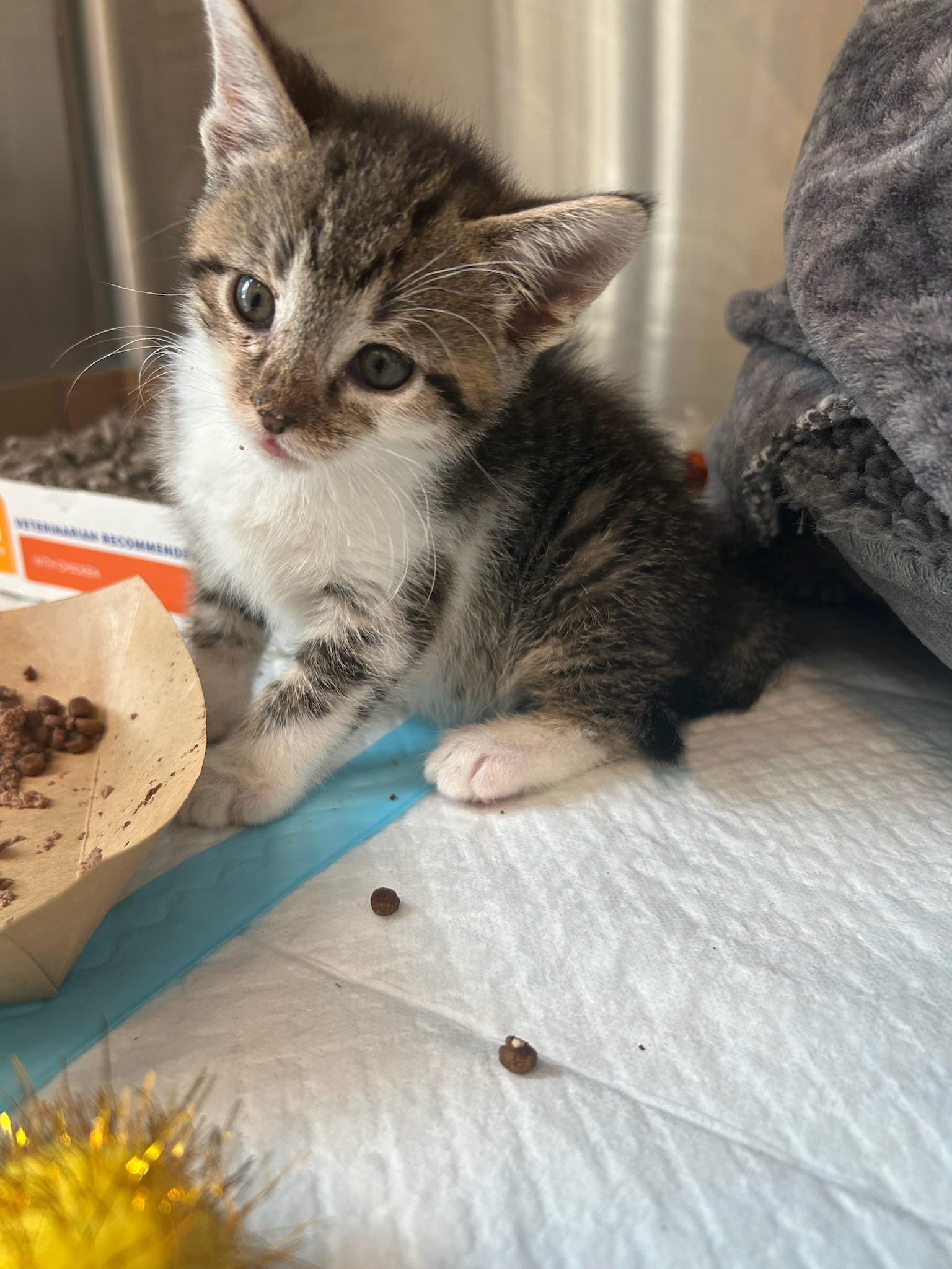 Ashley, adoptable, Kitten Female Domestic Short Hair.