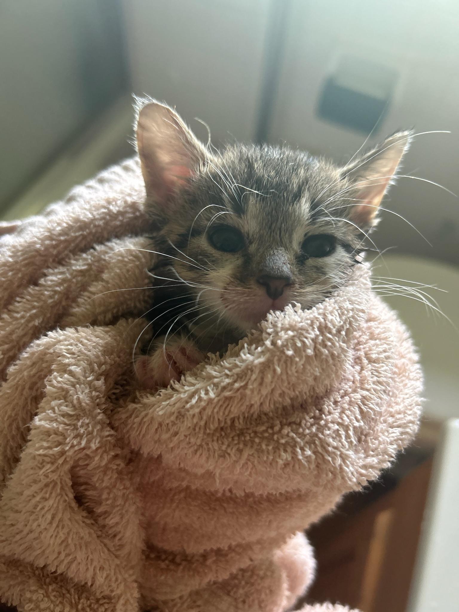 Enlarge Ashley, an adoptable Domestic Short Hair in Columbus, OH image 3/6