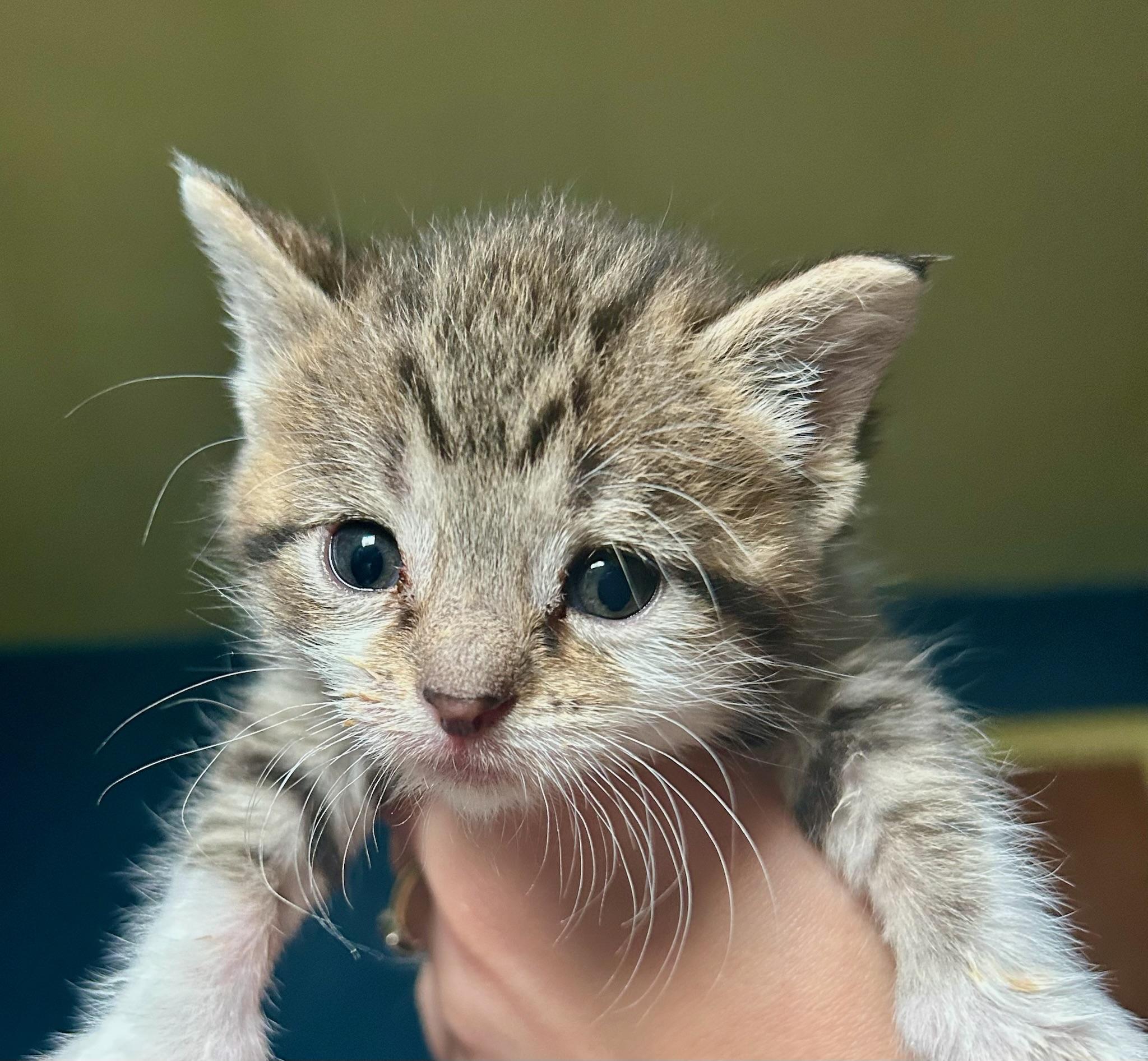 Enlarge Ashley, an adoptable Domestic Short Hair in Columbus, OH image 5/6