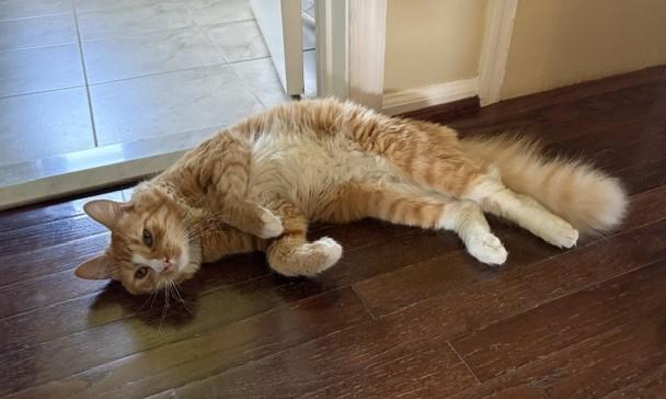 Enlarge BISCUIT, a ADOPTABLE mixed breed in Churchville, PA image 4/4