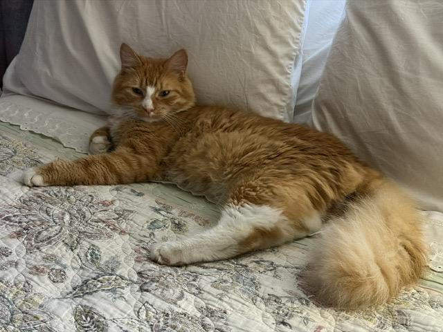 BISCUIT, ADOPTABLE, Young Male Maine Coon & Domestic Medium Hair.