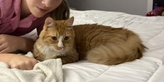 Enlarge BISCUIT, a ADOPTABLE mixed breed in Churchville, PA image 3/4