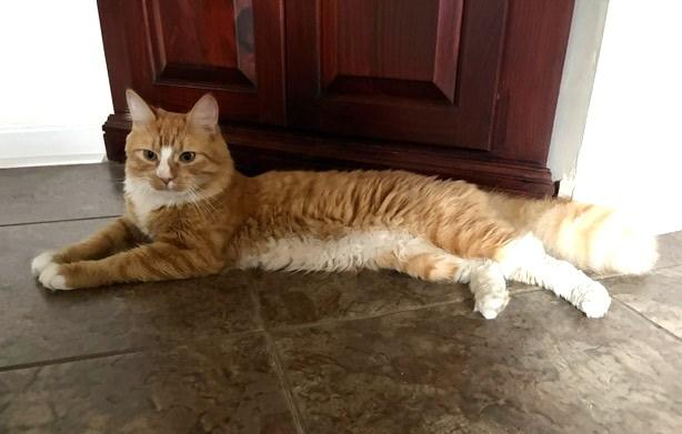 Enlarge BISCUIT, a ADOPTABLE mixed breed in Churchville, PA image 2/4