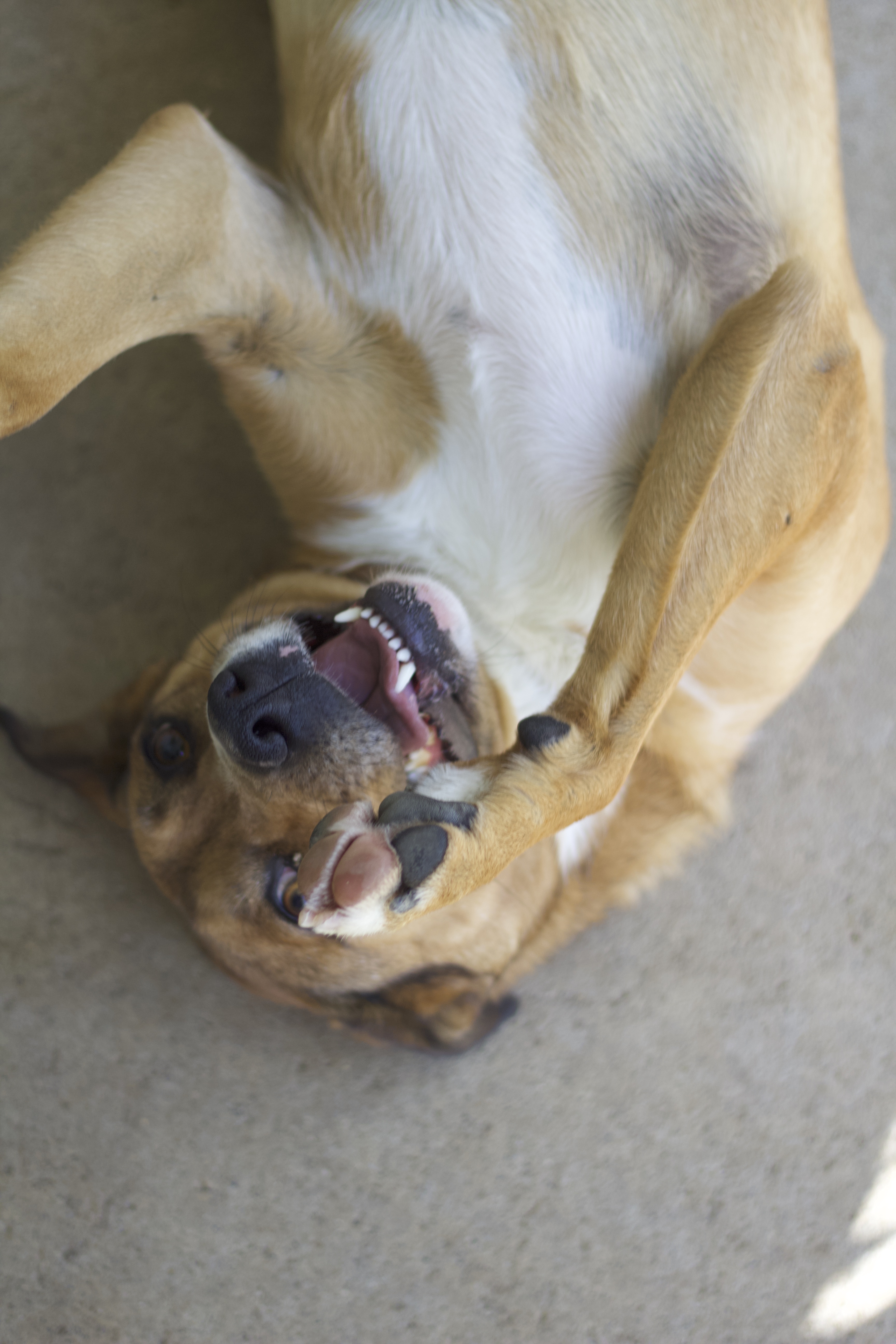 Izzy, a Adoptable mixed breed in Ottumwa, IA image 3/4