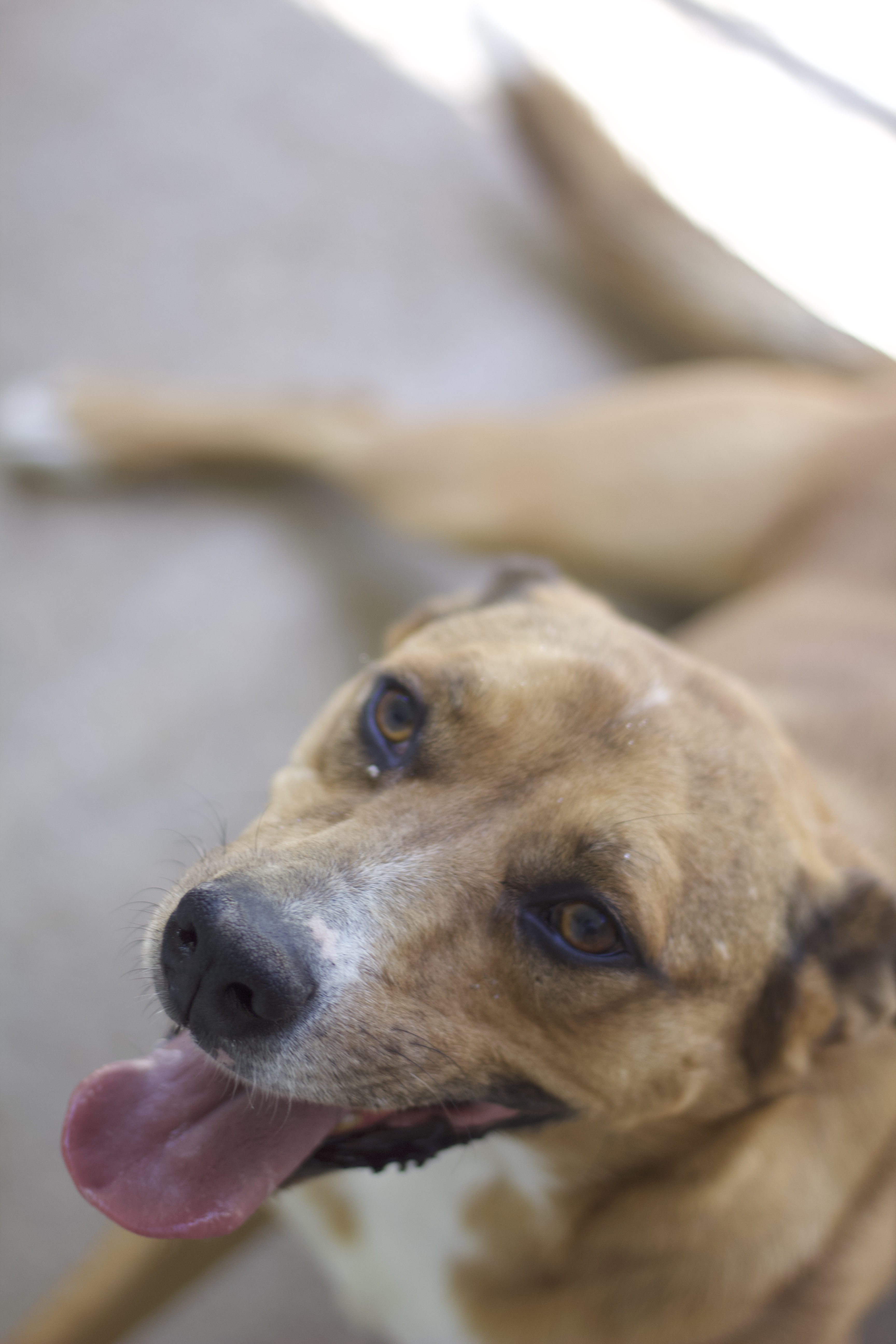 Izzy, a Adoptable mixed breed in Ottumwa, IA image 1/4