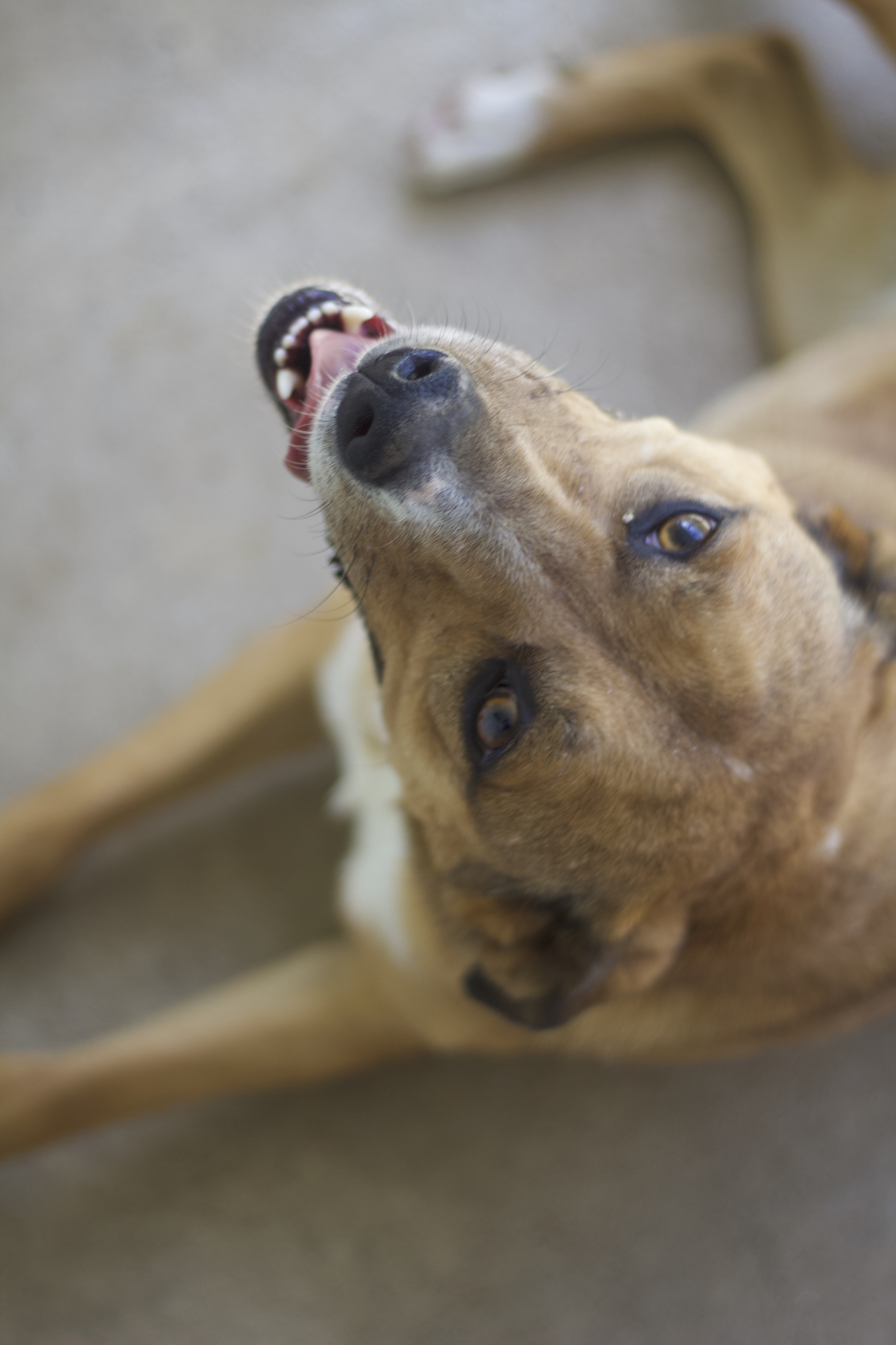 Izzy, a Adoptable mixed breed in Ottumwa, IA image 2/4