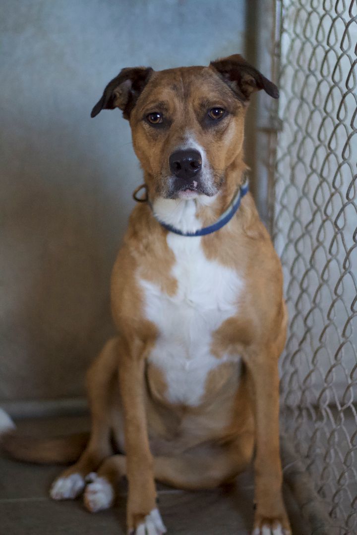 Izzy, a Adoptable mixed breed in Ottumwa, IA image 4/4
