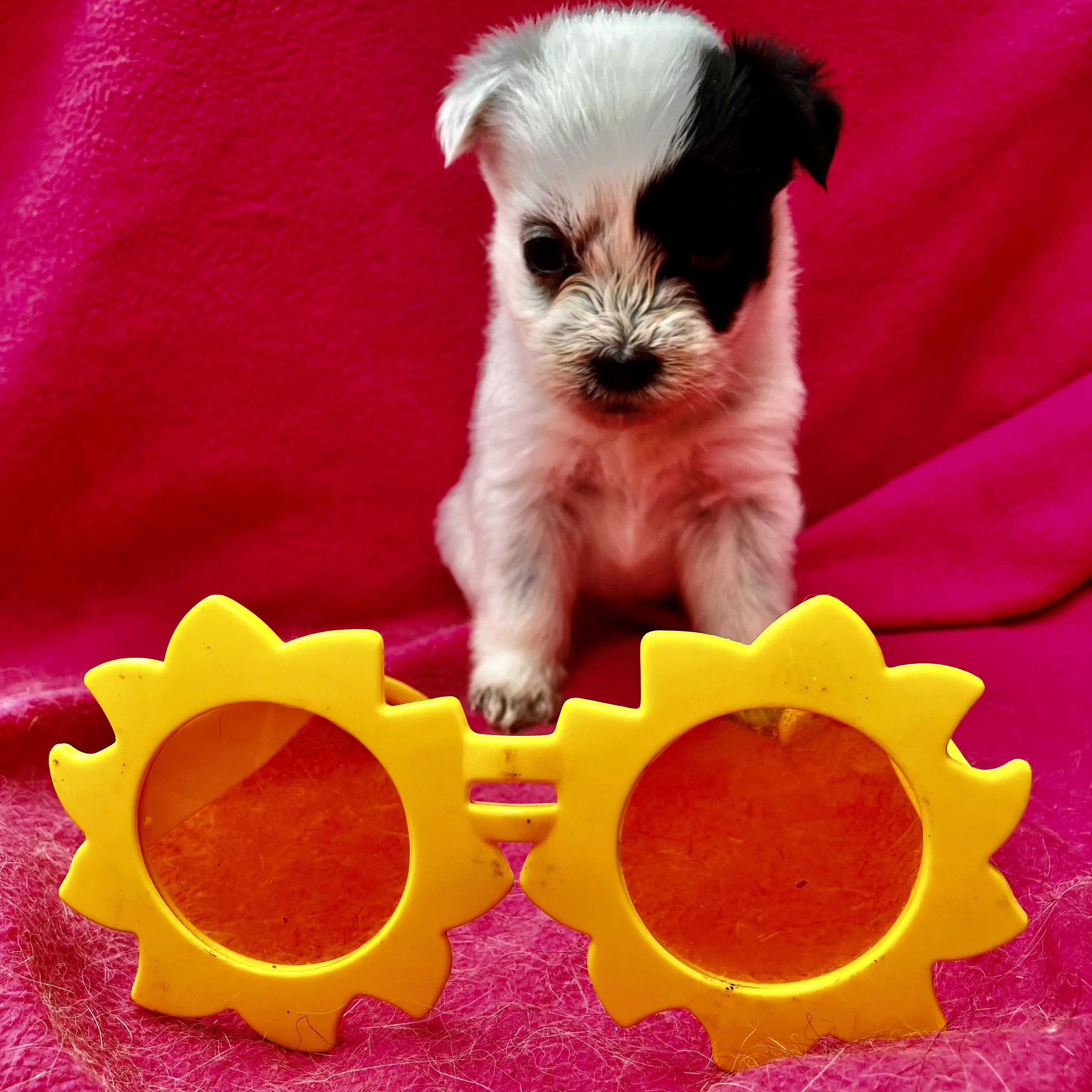 Enlarge Lucia Turner, a Adoptable mixed breed in Plano, TX image 5/6