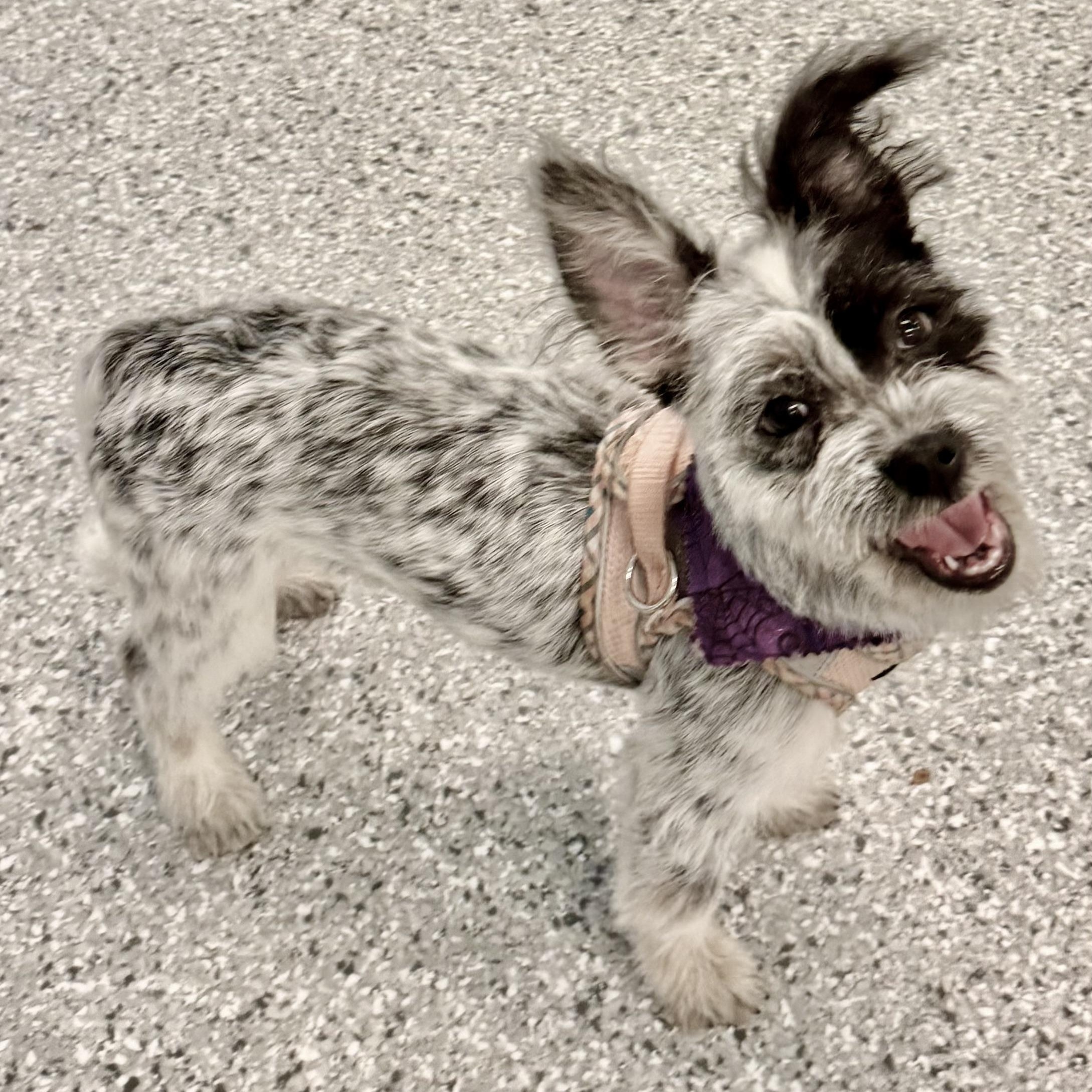 Enlarge Lucia Turner, a Adoptable mixed breed in Plano, TX image 1/6