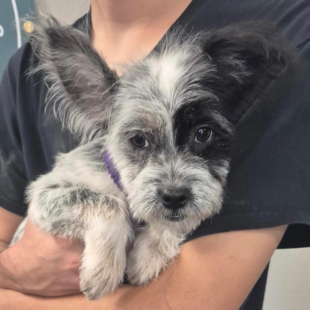 Lucia Turner, Adoptable, Puppy Female Australian Shepherd & Shih Tzu.
