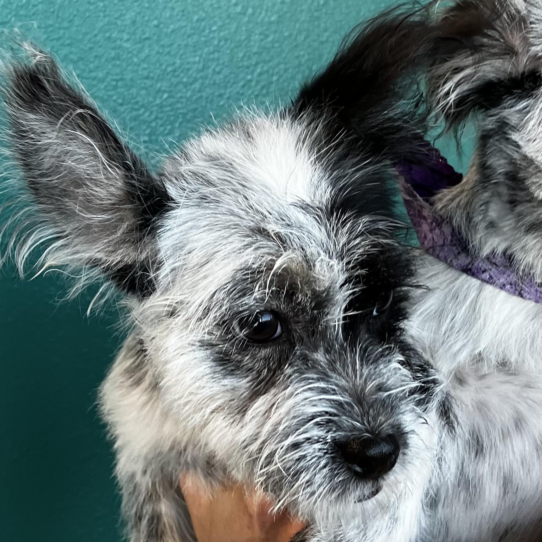 Enlarge Lucia Turner, a Adoptable mixed breed in Plano, TX image 3/6