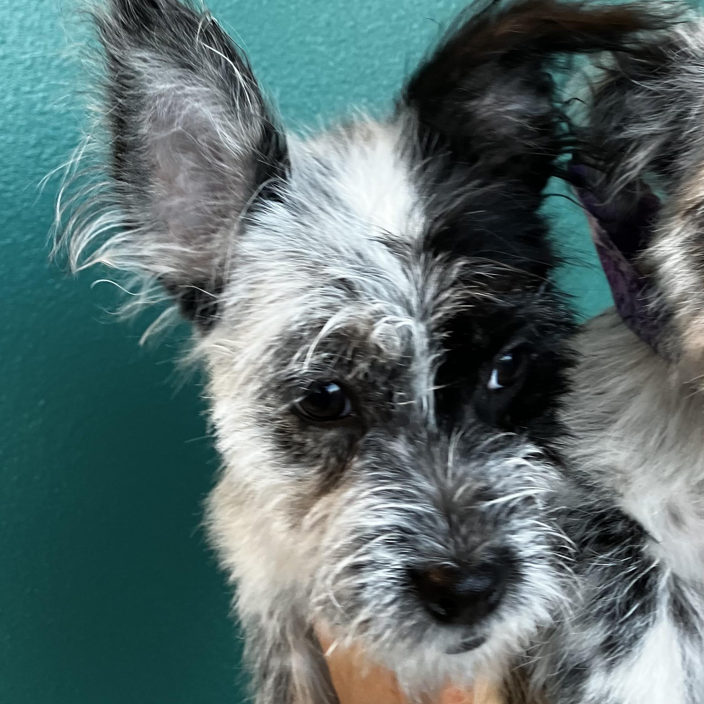 Enlarge Lucia Turner, a Adoptable mixed breed in Plano, TX image 4/6