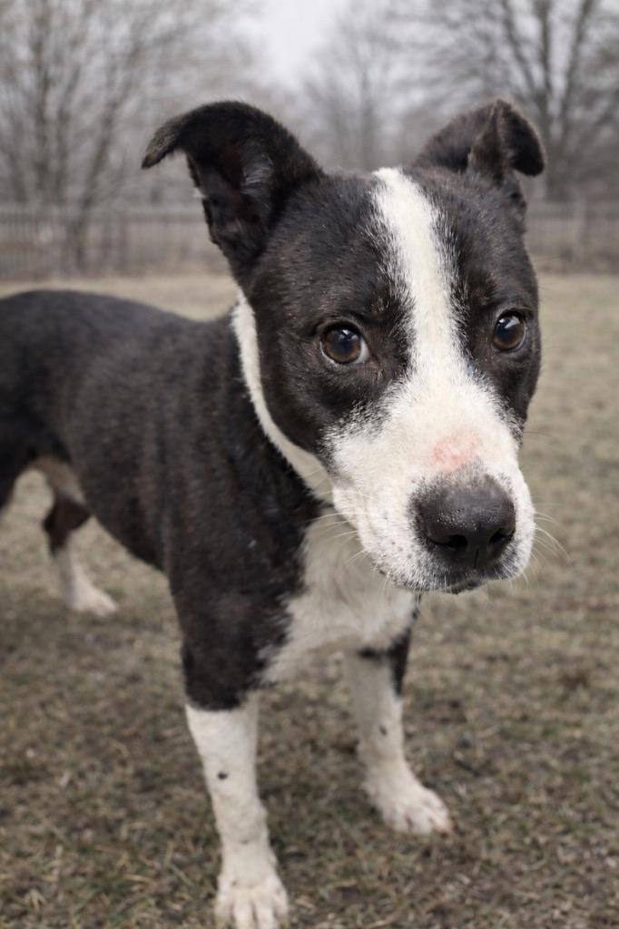 Enlarge Creed, a Adoptable Pit Bull Terrier in Huntington, IN image 1/1