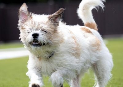 Jennifer, an adopted Terrier Mix in Mount Juliet, TN_image-1